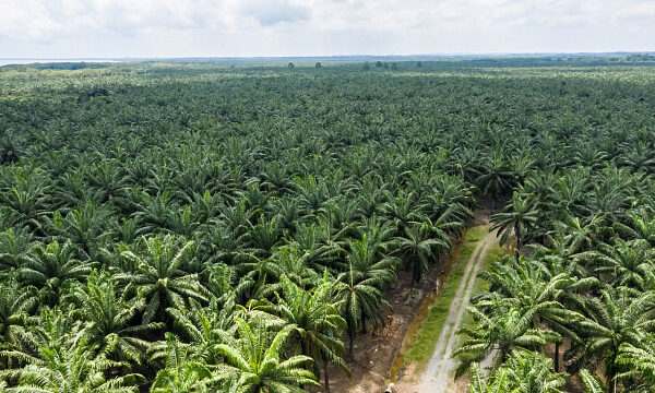 Malasia registra aumento de más del 19% en aceite de palma en abril