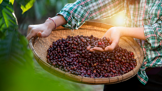 Indonesia impulsará la producción mundial de café