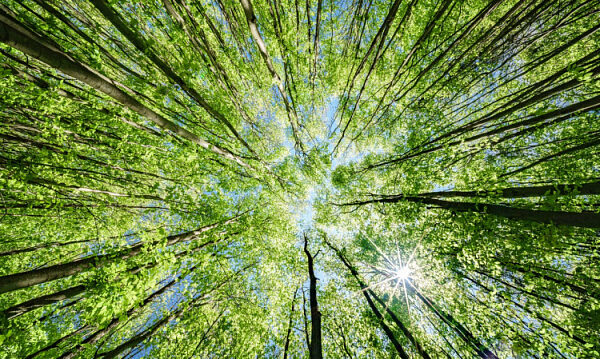 Rusia y los EAU elaborarán un plan conjunto de protección del medio ambiente