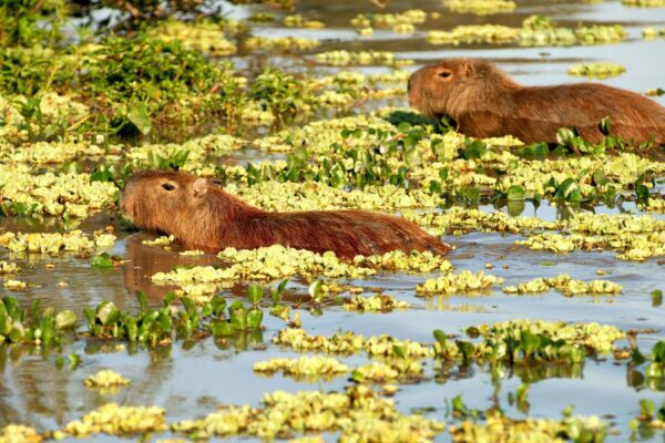 Argentina | Dónde ver fauna autóctona de Argentina: mejores destinos y épocas para el avistaje