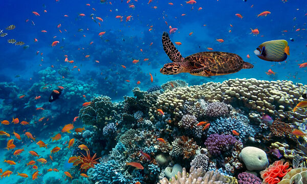 Brasil lanza iniciativa para conservar arrecifes de coral