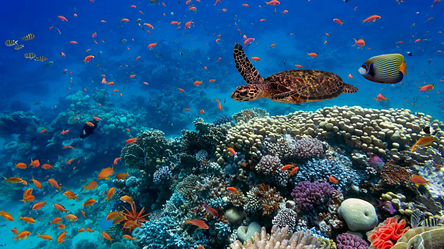 Brasil lanza iniciativa para conservar arrecifes de coral