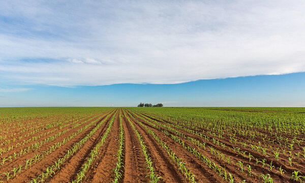 Sudáfrica desarrolla sus exportaciones agrícolas e impulsa participación juvenil