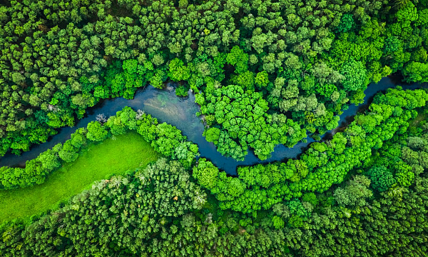 Arabia Saudita lidera una reforestación a gran escala Arabia Saudita lidera una reforestación a gran escala