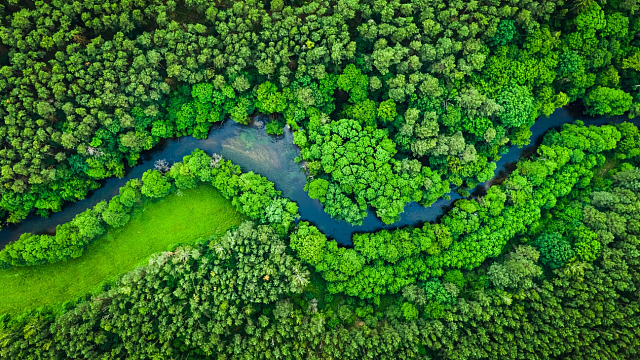 Arabia Saudita lidera una reforestación a gran escala