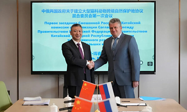 Representantes de Rusia y China discutieron la protección de los tigres y leopardos de Amur