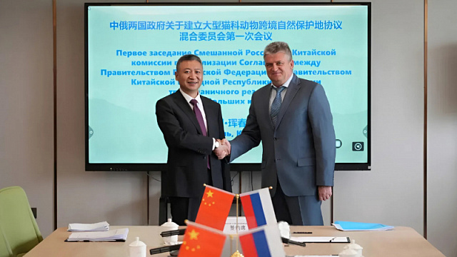 Representantes de Rusia y China discutieron la protección de los tigres y leopardos de Amur