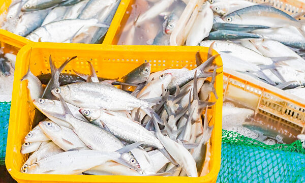 Vietnam se prepara para fortalecer su industria pesquera hacia 2030