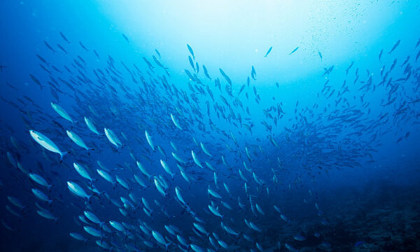Emiratos Árabes Unidos registra logros récord en pesca sostenible