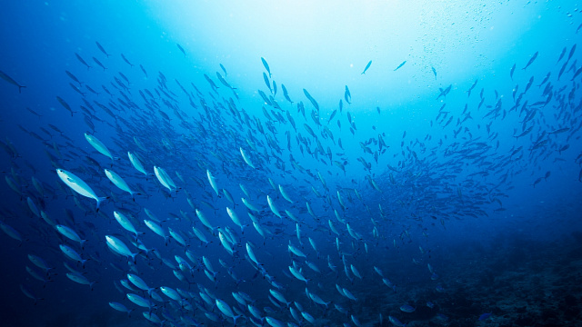 Emiratos Árabes Unidos registra logros récord en pesca sostenible
