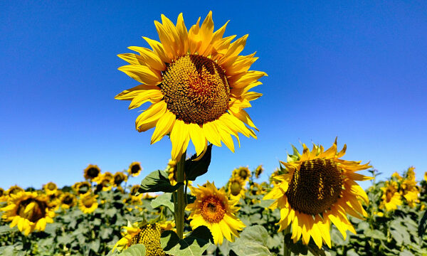 Cuba impulsa el cultivo de girasol con microorganismos nativos