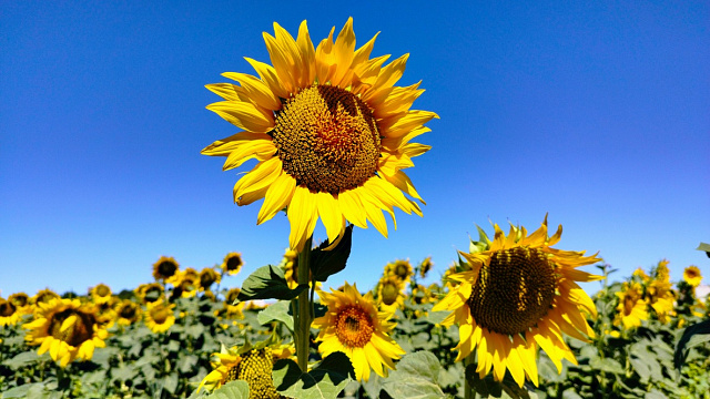 Cuba impulsa el cultivo de girasol con microorganismos nativos