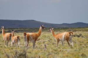 Argentina | Científicos del CONICET brindan asistencia técnica para el aprovechamiento sustentable de la fibra de guanacos silvestres
