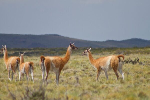 Argentina | Científicos del CONICET brindan asistencia técnica para el aprovechamiento sustentable de la fibra de guanacos silvestres