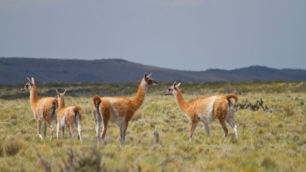 Argentina | Científicos del CONICET brindan asistencia técnica para el aprovechamiento sustentable de la fibra de guanacos silvestres