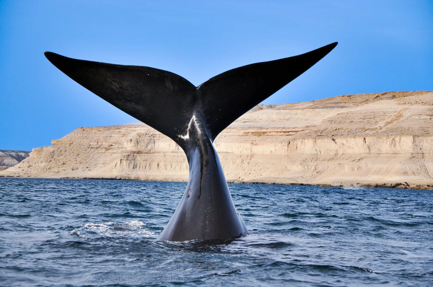 Argentina | Ballena franca austral en Argentina: cuándo y dónde verlas en su hábitat natural