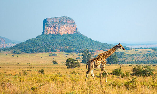 Sudáfrica busca atraer a más turistas chinos y ampliar su presencia en el mercado asiático