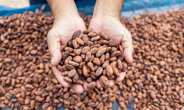Venezuela inicia exportación de 50 toneladas de cacao a Rusia