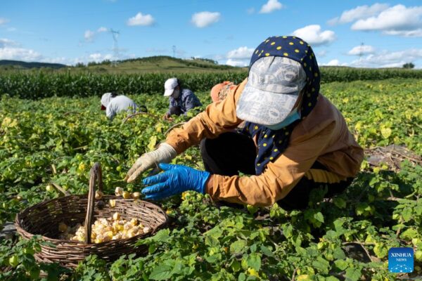 China | Bayas doradas entran en la temporada de cosecha