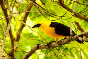 Venezuela está entre los 10 países con mayor variedad de aves del mundo