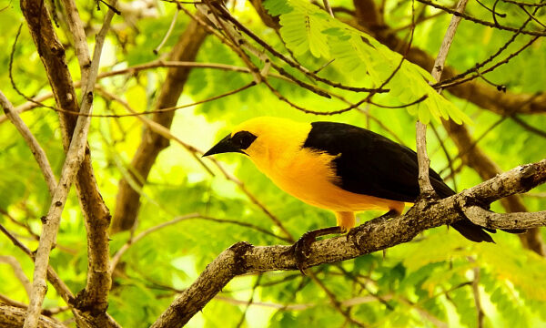 Venezuela está entre los 10 países con mayor variedad de aves del mundo