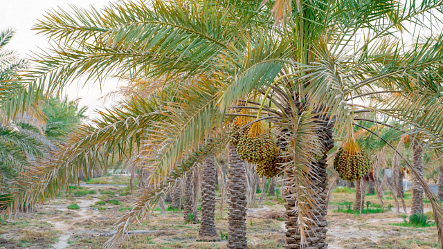 Irán pondrá en marcha 2.400 proyectos agrícolas en todo el país