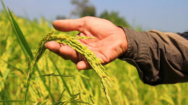 Kazajistán desarrolla una nueva variedad de arroz para ahorrar agua