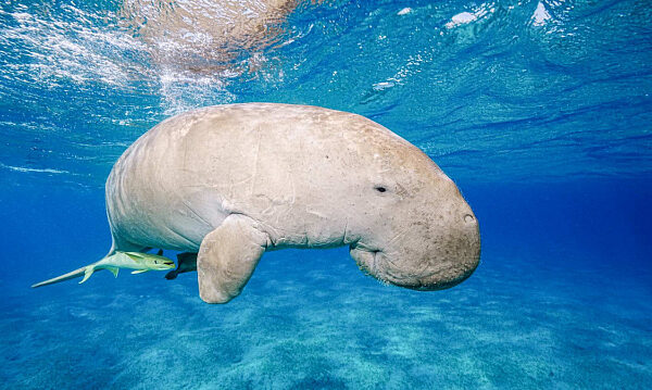 Avistan un dugongo en el mar de China Meridional tras tres décadas de ausencia