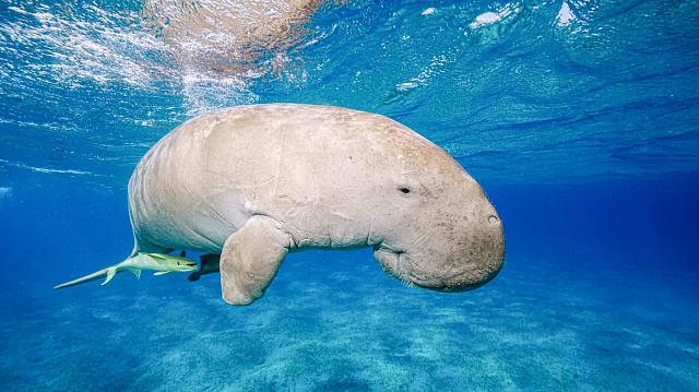 Avistan un dugongo en el mar de China Meridional tras tres décadas de ausencia