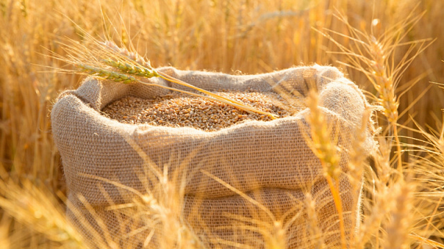 En Rusia se han recogido más de 85 millones de toneladas de grano