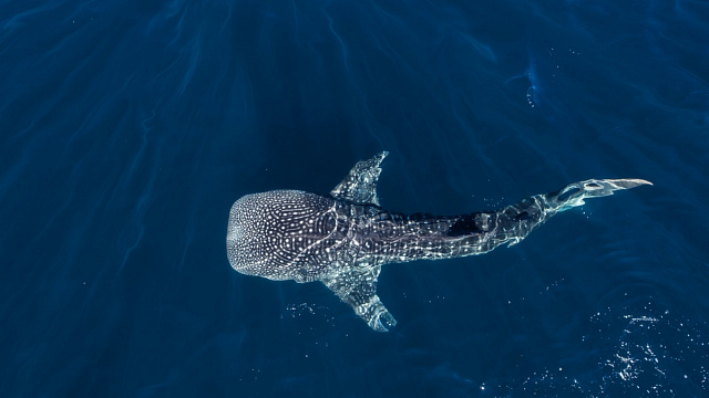 Tiburones ballena se convierten en nueva atracción turística en Indonesia