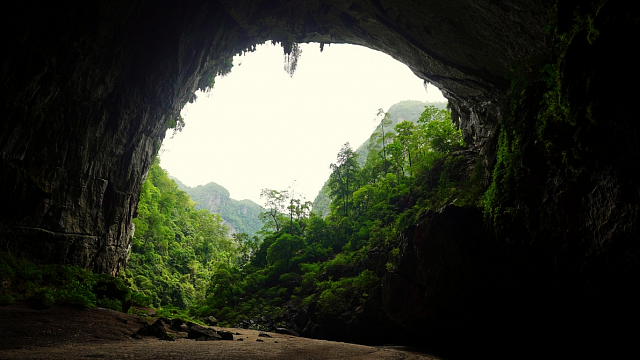 Científicos vietnamitas documentan una nueva especie de planta en un sitio del Patrimonio Mundial de la UNESCO