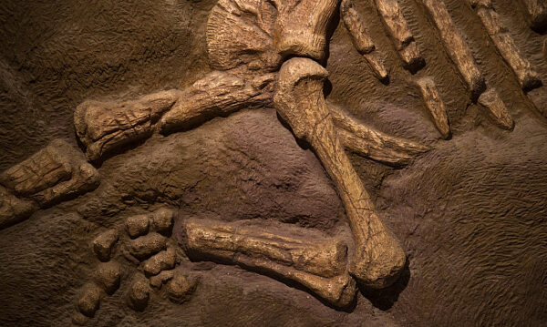 Descubren en India fósil de fitosaurio de 201 millones de años