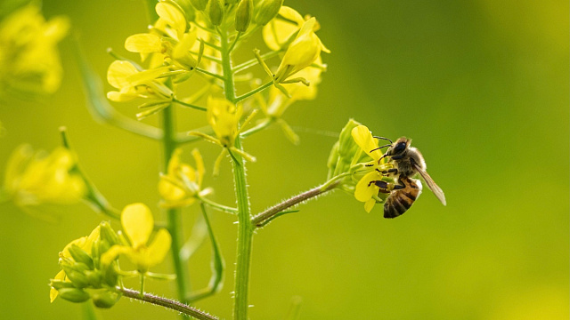Abejas sin aguijón impulsan la reforestación en municipio brasileño