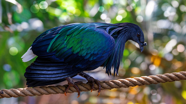 Parque nacional de Vietnam recibe cinco raras palomas de Nicobar
